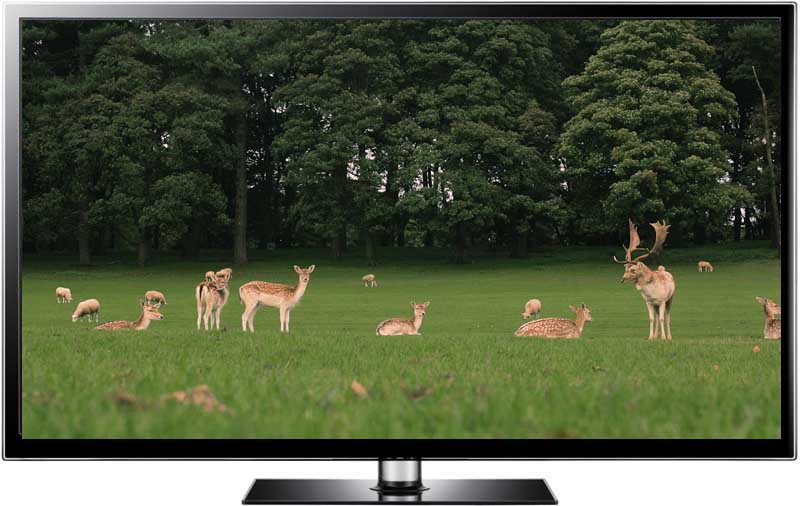 Parkland Deer video and screensaver download Parkland Deer