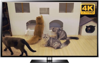 cat cafe screensaver cat cafe screensaver