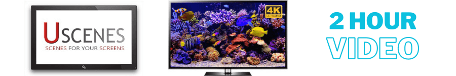 Download 2 Hour Aquarium TV Screen Saver Living Aquarium